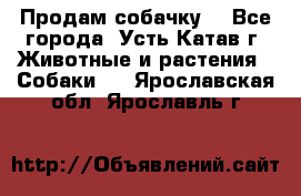 Продам собачку  - Все города, Усть-Катав г. Животные и растения » Собаки   . Ярославская обл.,Ярославль г.